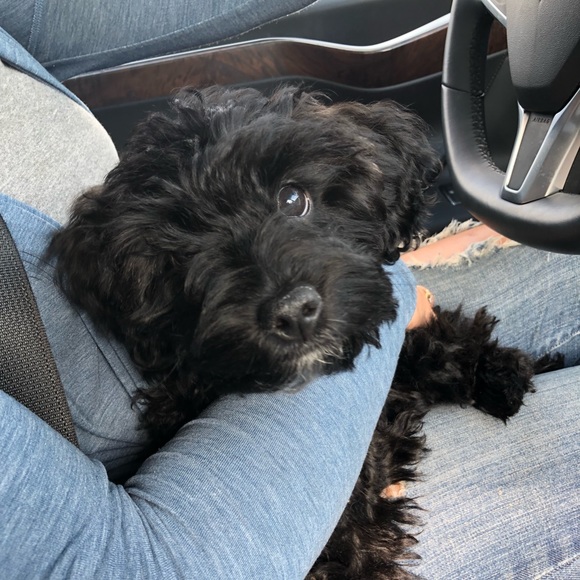 Meet your Posher, Ali - Picture 1 of 1